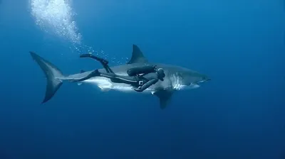 Есть ли акулы в Средиземном море