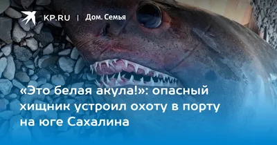 Большая белая акула объявилась спустя год после загадочного исчезновения:  17 апреля 2020, 06:53 - новости на Tengrinews.kz