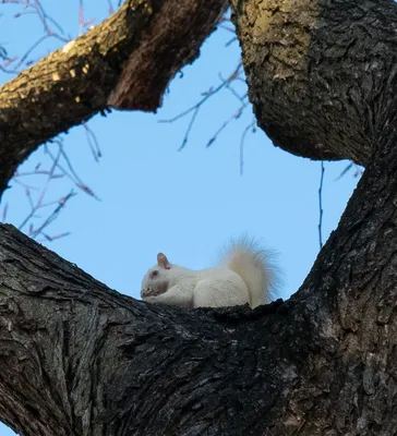 Белая Белкаальбинос На Траве В Парке Maisonneuve В Монреале Квебек Sciurus  Carolinensis — стоковые фотографии и другие картинки Альбинос - iStock