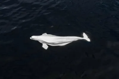 Beluga whale sighted off San Diego coast mystifies scientists