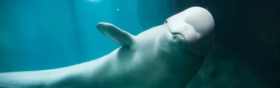 Beluga or White Whale (Delphinapterus leucas), Sea of Japan, Primorsky  Krai, Russia Stock Photo - Alamy