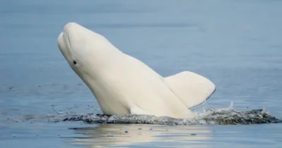 Beluga White Whale Soft Stuffed Plush Toy – Gage Beasley