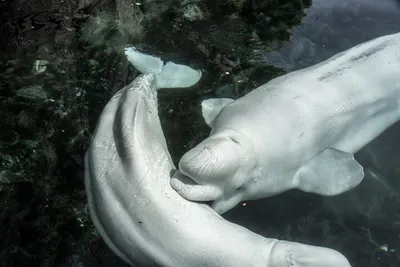 A Tale of Two Whales and the World's First Beluga Sanctuary | by Jessica  Scott-Reid | Tenderly