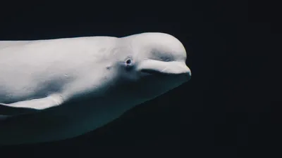 Beluga whales: Facts, threats, and conservation | IFAW