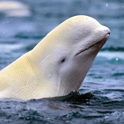 Beluga Whale