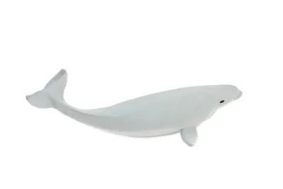 What Is a Beluga Whale? • Earth.com • Earthpedia