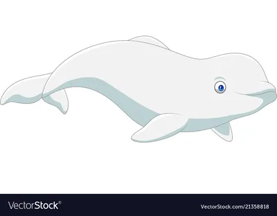 An White Dolphin Beluga Looking at You in the Deep Blue Sea Stock Image -  Image of marine, beautiful: 31658097