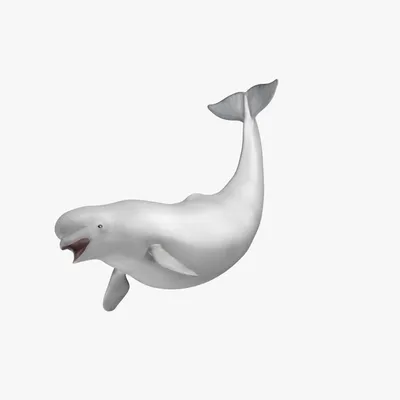 Cartoon white whale or beluga vector sea animal 26167677 Vector Art at  Vecteezy