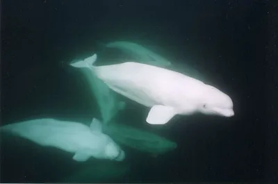 Beluga Whale Fun Facts - Churchill Wild Polar Bear Tours