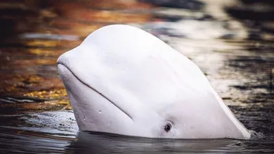 White Beluga In The Ocean Smiling Background, Picture Of A Beluga Whale,  Beluga, Whale Background Image And Wallpaper for Free Download