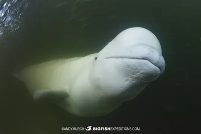 Beluga White Whale Soft Stuffed Plush Toy | Whale plush, Beluga whale, Whale