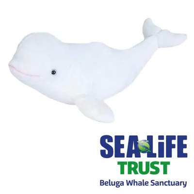 Whales of Iceland - The beluga whale is a relatively small toothed whale  that is brown-gray at birth and bright white in adulthood. The beluga is  one of just two species in