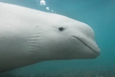 Beluga Whale | National Geographic