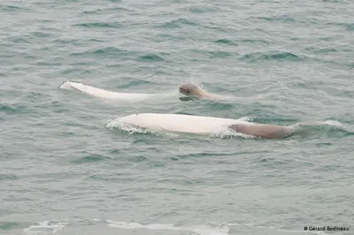 Alaska's Beluga Populations Are Dwindling—Turning the Tide Will Take a  Village | Hakai Magazine