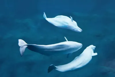 Beluga, arctic white whale isolated on transparent background Stock  Illustration | Adobe Stock