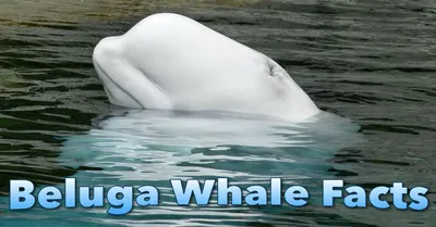 An Update on Hvaldimir, the Russian Beluga \"Spy\" Whale in Norway -  International Marine Mammal Project