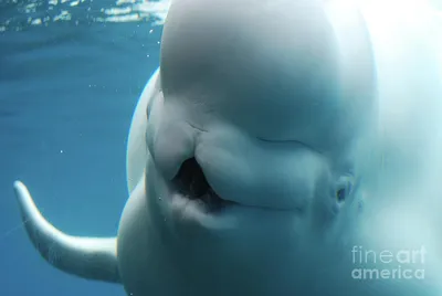 Beluga Whale Encounters in Churchill, Canada 2022