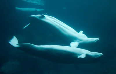 beluga or white whale, Delphinapterus leucas courtship | Flickr