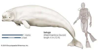 The Mysteries of the Beluga Whale