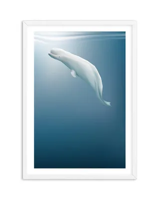 Three White Beluga Whales Swim Poster Print Picture Photo Sea Life Arctic  Ocean | eBay