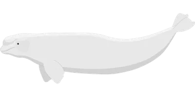 Beluga Whale Facts: The White Whale Is An Amazing Arctic Marine Mammal