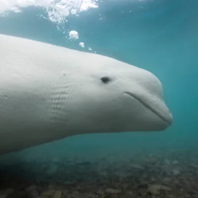 Beluga Whale | National Geographic