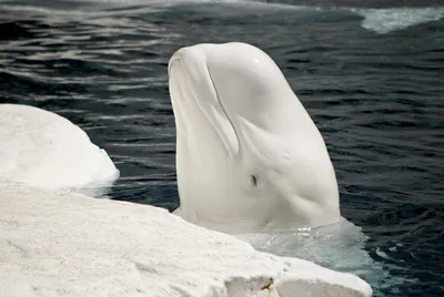 Watch Tens of Thousands of Beluga Whales Migrate With These Live Streams |  Smart News| Smithsonian Magazine