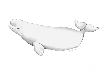 SHOP Beluga | Graphic Whales Collection Framed Art Print or Poster – Olive  et Oriel