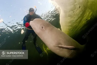 Beluga whale white dolphin portrait while eating underwater Stock Photo -  Alamy