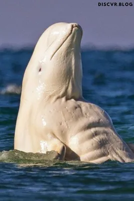 The Beluga Whale, the Little Whale That Loves to Sing