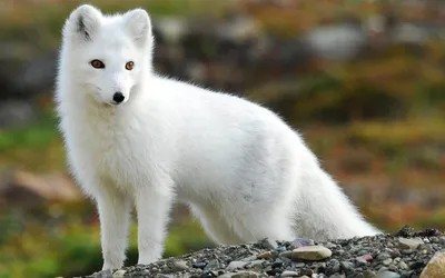 Белая лиса🦊, история, смешно» — создано в Шедевруме