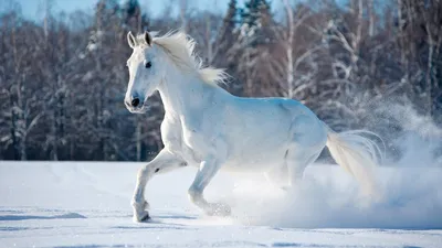 Белая лошадь фото