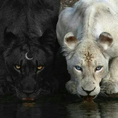 White panther in the desert on Craiyon