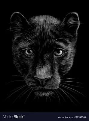 Black Panther | Animals black and white, Jaguar animal, Panther pictures