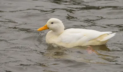 Walking Duck White Duck Animal Bird PNG , утка клипарт, гуляющая утка, белая  утка PNG картинки и пнг PSD рисунок для бесплатной загрузки