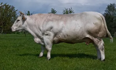 Бельгийская голубая корова фото