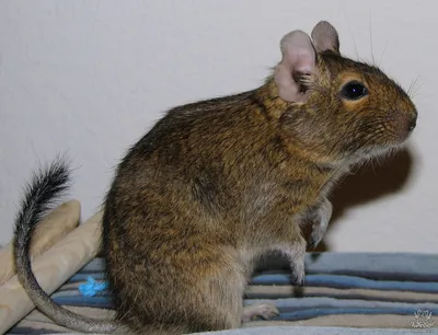 Дегу чилийская белка/Degu Chilean squirrel - YouTube