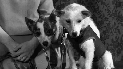 Белка и стрелка первые собаки в космосе фото
