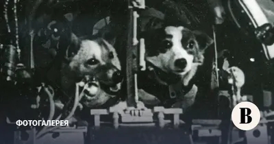 Мультфильм «Белка и Стрелка. Звёздные собаки» 2010: актеры, время выхода и  описание на Первом канале / Channel One Russia