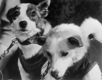 Лайка умерла от перегрева, а Белка и Стрелка прославились на весь мир: как  собаки тестировали космические корабли перед полетом Гагарина - Экспресс  газета
