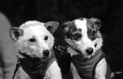 Собачья работа: как Белка и Стрелка стали героями страны | Статьи | Известия