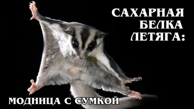 https://www.ixbt.com/live/offtopic/belka-letyaga-ili-saharnyy-possum-razbiraem-otlichiya-ekzoticheskih-pitomcev.html
