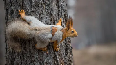 Белка на дереве :: Мария Васильева – Социальная сеть ФотоКто