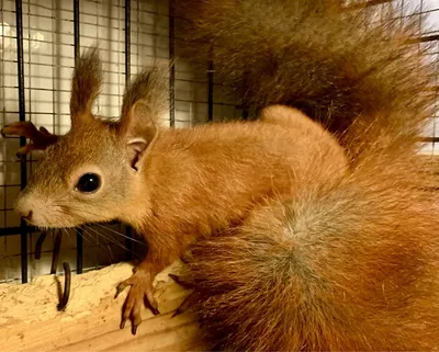 Белка обыкновенная (Sciurus vulgaris) — Зоопарк «Лимпопо» г. Нижний  Новгород – Нижегородский зоопарк