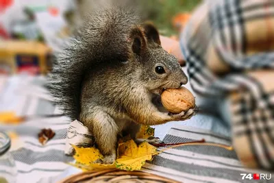 Млекопитающие НСО | Обыкновенная белка – Sciurus vulgaris