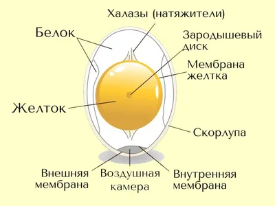 Создать мем \"белка повисла, белка застряла яйцами в заборе, белка застряла  яйцами\" - Картинки - Meme-arsenal.com