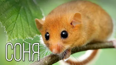 Dormouse: Hamster, squirrel or mouse? Interesting facts about rodents -  YouTube