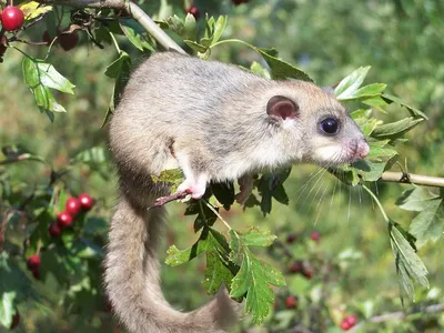 Колючая соня (лат. Platacanthomys lasiurus) | Пикабу