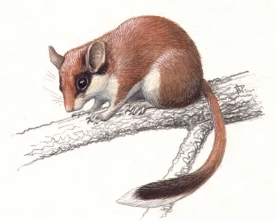 Eliomys quercinus