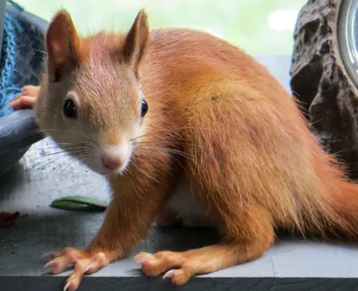 СОНЯ-ПОЛЧОК или БОЛЬШАЯ (Glis glis) - Фауна Беларуси